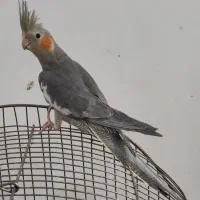 عروس هلندی نر