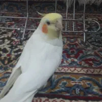 طوطی عروس سخنگو|پرنده|رفسنجان, |دیوار