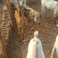 کهره و قوچ|حیوانات مزرعه|مهران (هرمزگان), |دیوار