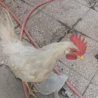 جوجه خروس