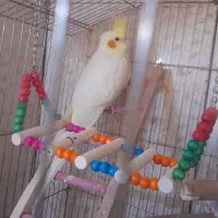 عروس هلندی