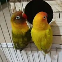 طوطی برزیلی با5تخم رگه زده