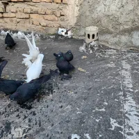 کفتر قره|پرنده|تبریز, |دیوار