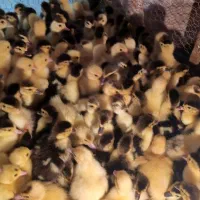 جوجه مسکویی سالم و با کیفیت