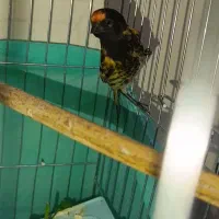 گلبسر قرص بخون