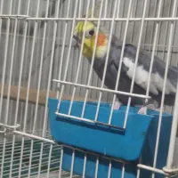 عروس هلندی نر سخن گو و سالم