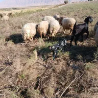 بز و بزغاله|حیوانات مزرعه|چوار, |دیوار