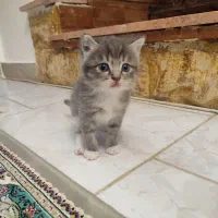 گربه