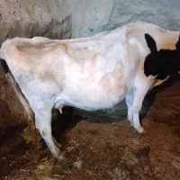 گاو داشتی|حیوانات مزرعه|بیرانوند, |دیوار