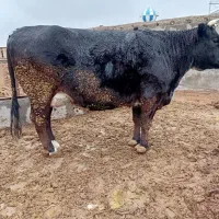 فروش گاو شیری