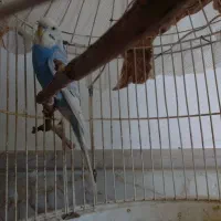 مرغ عشق نر