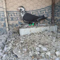 کبوتر نر سینه سفید