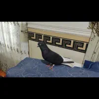 اشعل|پرنده|خرمشهر, |دیوار