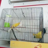 قناری نر|پرنده|اهواز, پردیس|دیوار