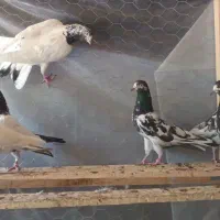 تیدی پیور|پرنده|بندرعباس, |دیوار