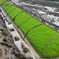 شالیزار-زمین-کشاورزی-بیجار