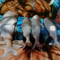 ماهی صبور تازه بهمنشیر ریز و درشت موجوده