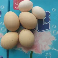 تخم نطفه دار مرندی