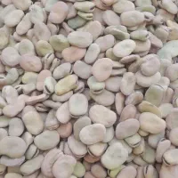 باقلا خشک اعلا