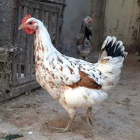 تخم گلین لری|حیوانات مزرعه|شیراز, شهرک بهار|دیوار