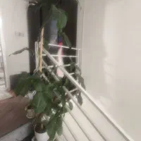 گل زیبا|گل و گیاه طبیعی|قم, قلعه عموحسین|دیوار