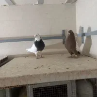 کفتر سینه سرخ نر وطوق سیاه نر