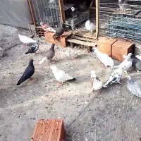 کبوتر غریب شهرستان|پرنده|آمل, |دیوار