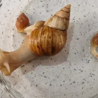 حلزون اچاتینا سفید