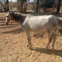 اسب|اسب و تجهیزات اسبسواری|فاریاب, |دیوار