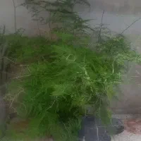 گل ،گل شویدی مارچوبه