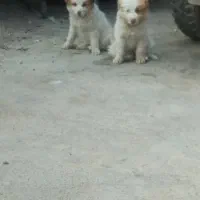 سگ قدر جونی