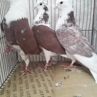 کبوتر کفتر ابلغ پرشی کاشان