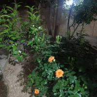 فروش-باغ-شهری-تپه-سبزدوکوهک