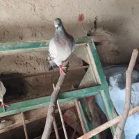 کبوتر پلاکی|پرنده|مهر, |دیوار