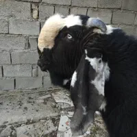 نربز پنجاب|حیوانات مزرعه|سراوان, |دیوار