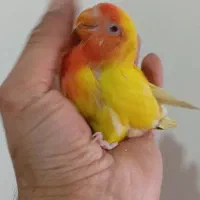 طوطی برزیلی سرلاکی|پرنده|آستارا, |دیوار