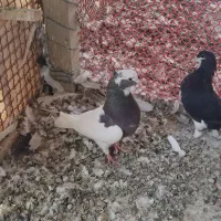 طوق سرکه ای|پرنده|شیراز, اکبر آباد|دیوار
