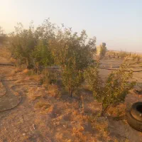 مزرعه قنات شش دانگ تک برگ سند|فروش زمین و ملک کلنگی|خرم بید, |دیوار