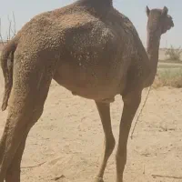 شتر مجی رسمی|حیوانات مزرعه|بمپور, |دیوار