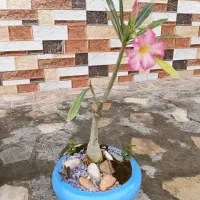 گل بنسای|گل و گیاه طبیعی|شیراز, شهرک مهدی‌آباد|دیوار