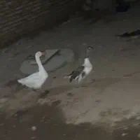 غاز محلی