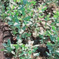 فروش نهال پسته یک ساله|خدمات باغبانی و درختکاری|چناران, |دیوار