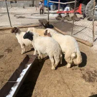 بره نر|حیوانات مزرعه|خرمآباد, |دیوار