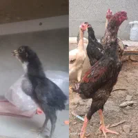 جوجه لاری اصیل افغان دانگ بالا