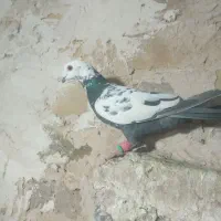 سلام به همه عشقبازان چهار تا حیون بشرط|پرنده|رشتخوار, |دیوار