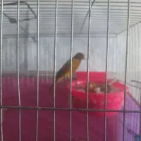 یک جفت قناری اصیل سوخته با هفت تا تخم