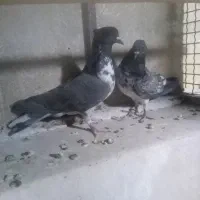 کفترگرفتنی جوجه۱۷طوق دونه ای ۱۷۵۰۰۰