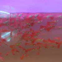 گوپی فول رد جوان