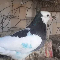 باسلا فروش کفتر
