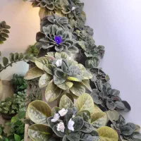 فروش بنفشه و پتوس